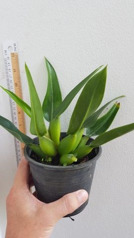 Philodendron martianum