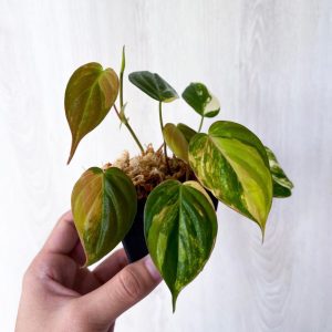 Philodendron micans variegata