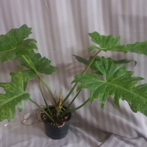 Philodendron lime fiddle