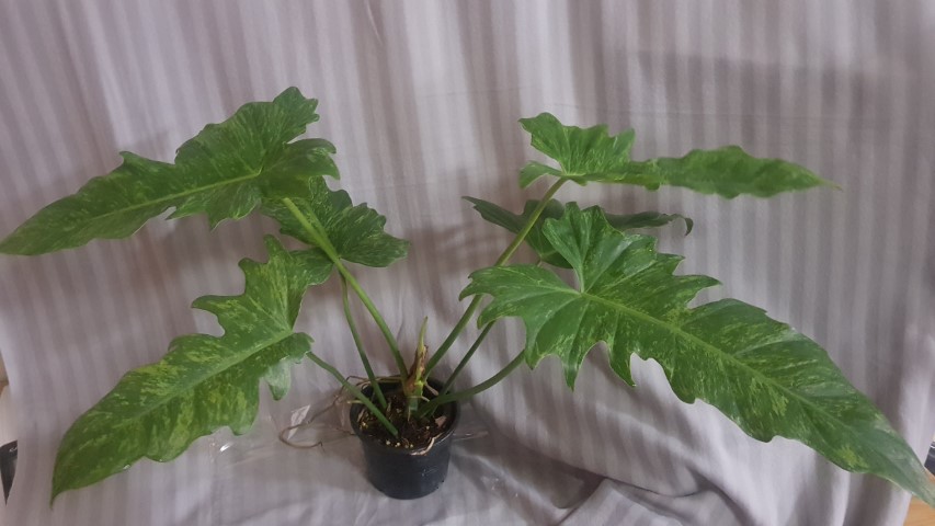 Philodendron lime fiddle