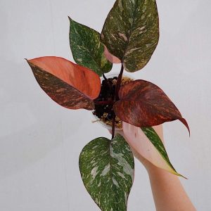 Philodendron  Orange princess marbled NEW