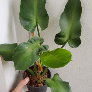 Philodendron rugosum aberrant form