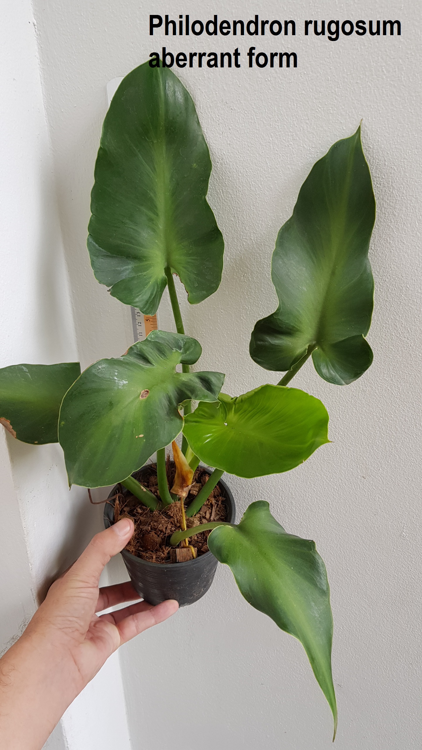 Philodendron rugosum aberrant form - ThaiFlora