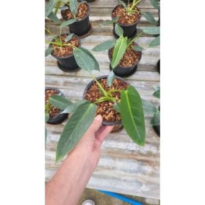 Philodendron spiritus sancti