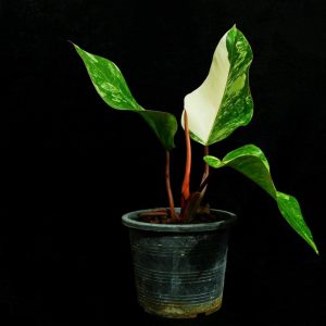 Philodendron Strawberry shake