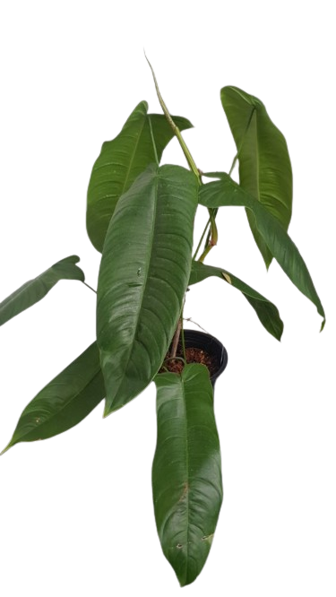 Philodendron tenue LONG LEAVES - Image 2