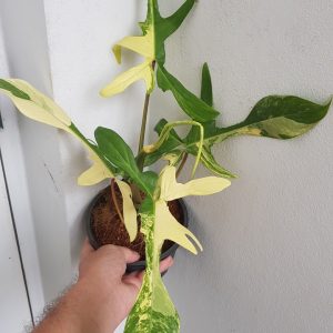 Philodendron Florida beauty