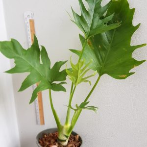 Philodendron warszewiczii