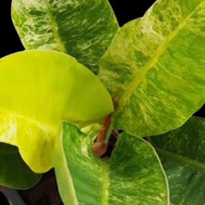 Philodendron Moonlight VARIEGATED ( NEW !!!)