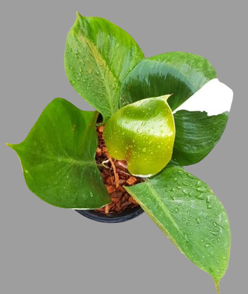 Philodendron White Knight