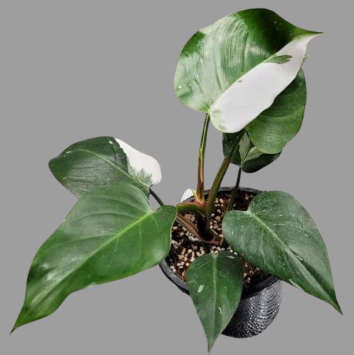 Philodendron White Princess