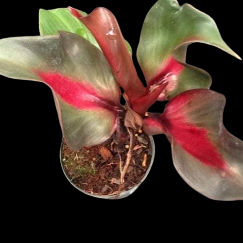 Philodendron 'Red Heart' - Image 2