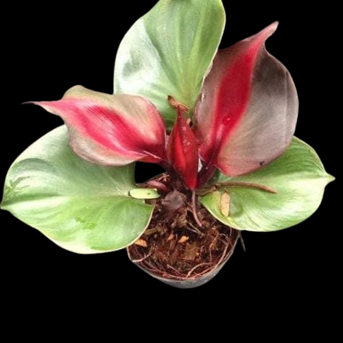 Philodendron 'Red Heart' - Image 3