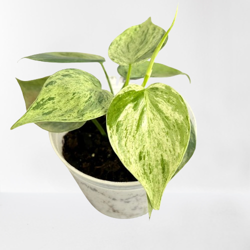 Philodendron hederaceum variegatum