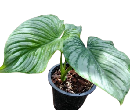 Philodendron mamei (plowmanii hybrid) - Image 3