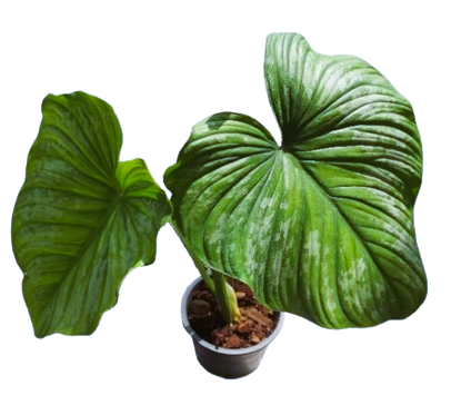 Philodendron mamei (plowmanii hybrid) - Image 2