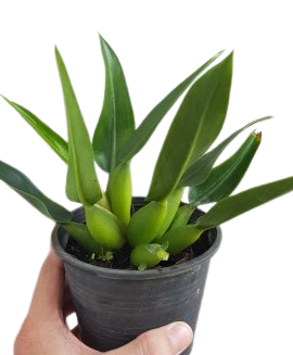 Philodendron martianum - Image 3