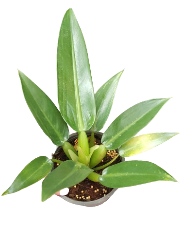 Philodendron martianum - Image 4