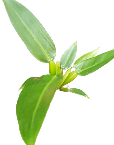 Philodendron martianum - Image 2