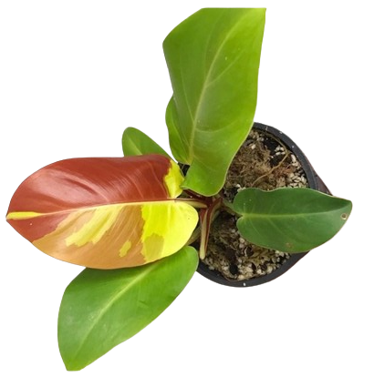 Philodendron yellow flame - Image 6
