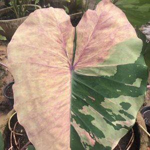 Colocasia phra saeng pink