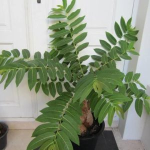 Phyllanthus mirabilis