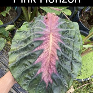 Colocasia pink horizon