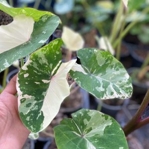 Colocasia pink hwan