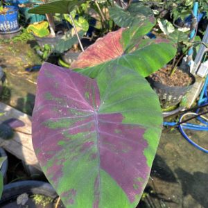 Colocasia pink lotus