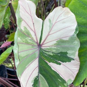 Colocasia pink sapphire