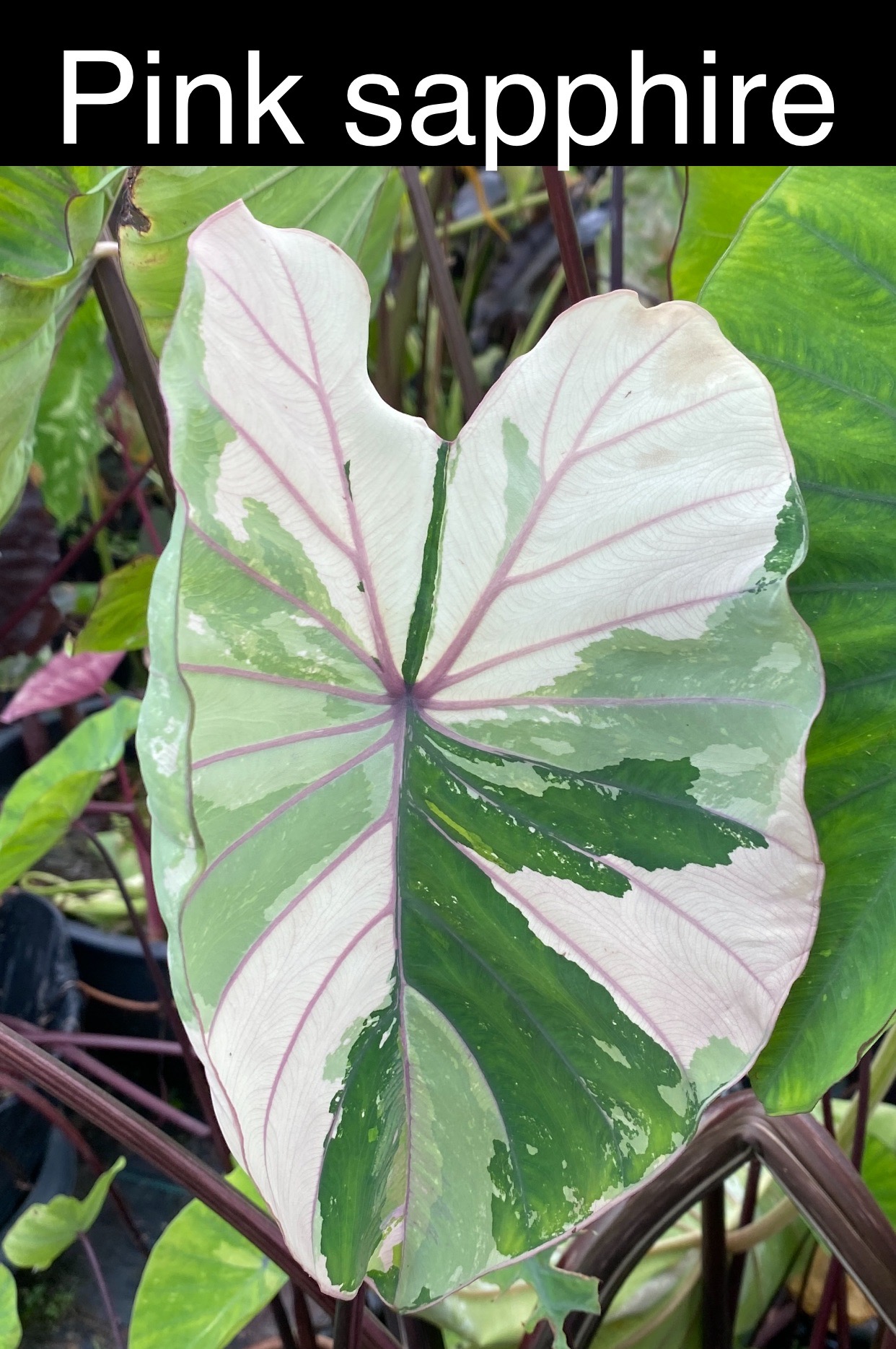 Colocasia pink sapphire