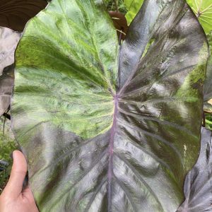 Colocasia pink shadow