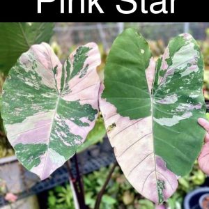 Colocasia pink star