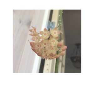 Hoya polystachya ( rooted cutting )