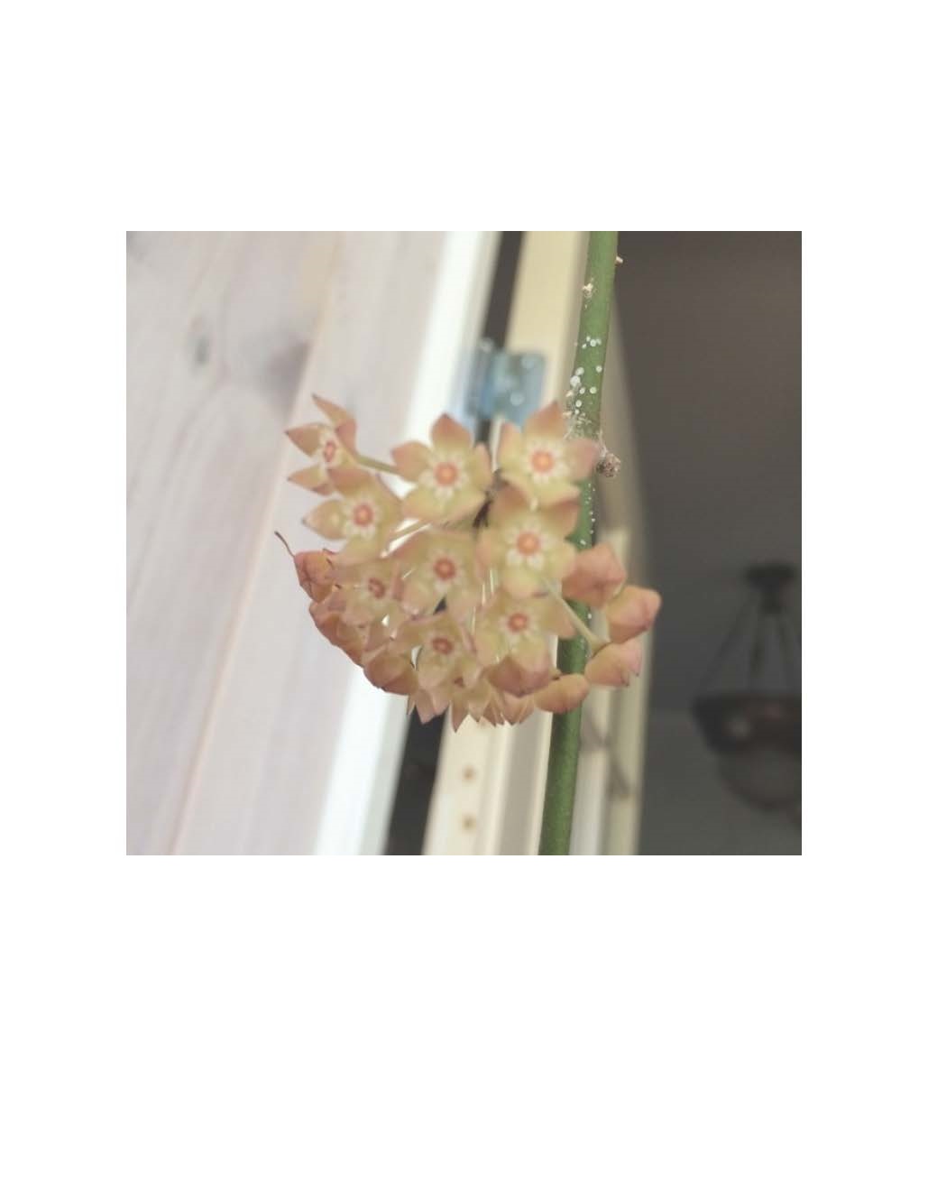 Hoya polystachya ( rooted cutting )