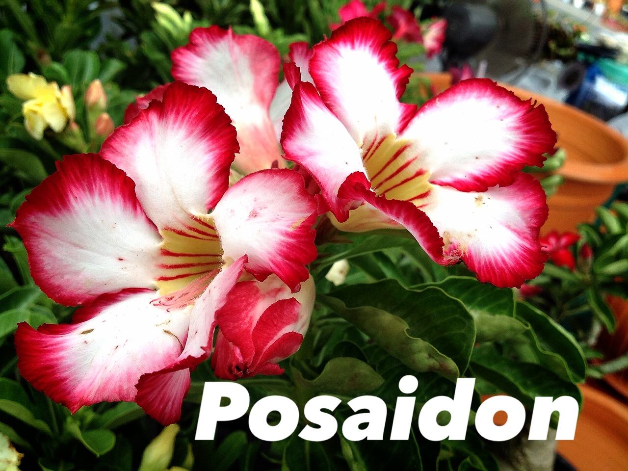 Adenium Posaidon