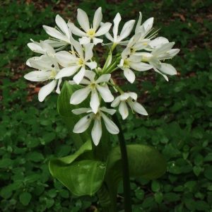 Proiphys amboinensis