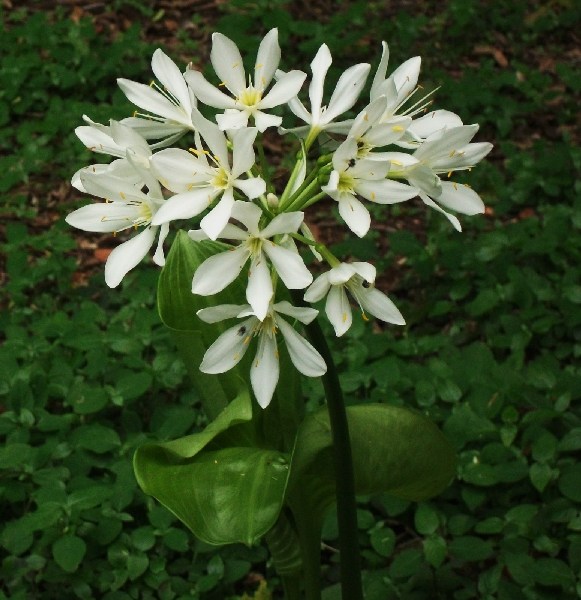 Proiphys amboinensis