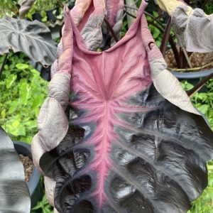 Colocasia psylocke