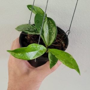 Hoya pubicalyx silver moon ( rooted cutting) RARE !!!