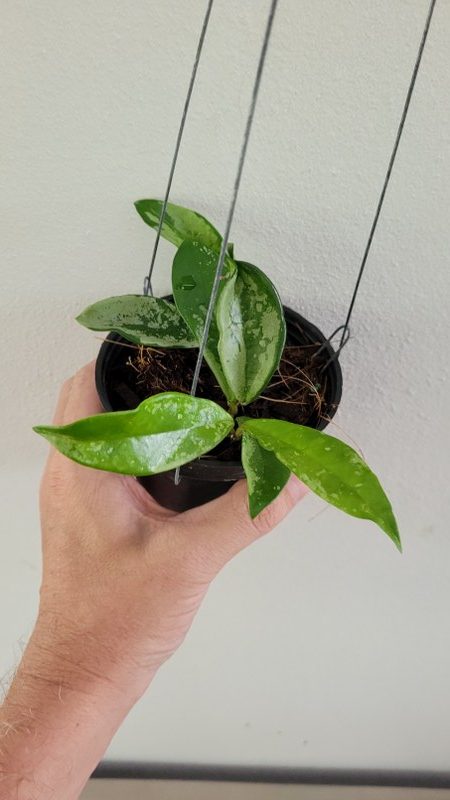 Hoya pubicalyx silver moon ( rooted cutting) RARE !!!