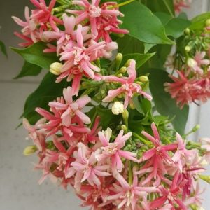 Combretum indicum  / Quisqualis indica