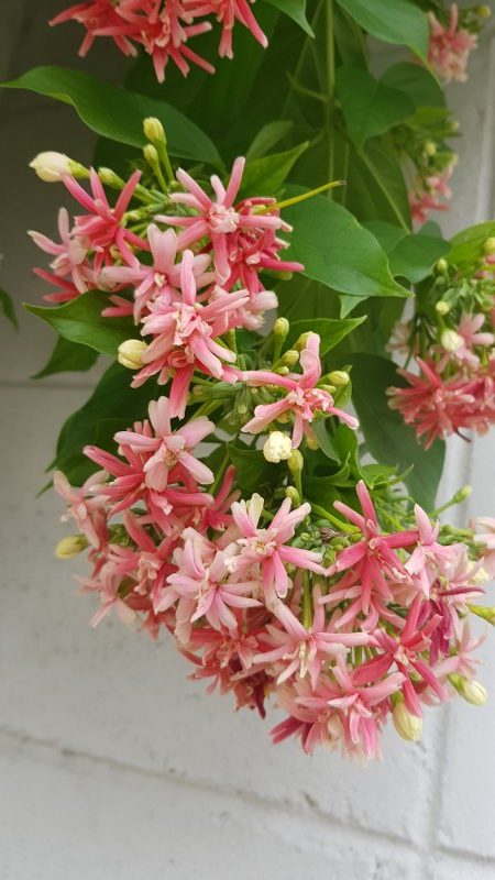Combretum indicum  / Quisqualis indica