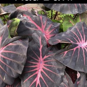 Colocasia red devil