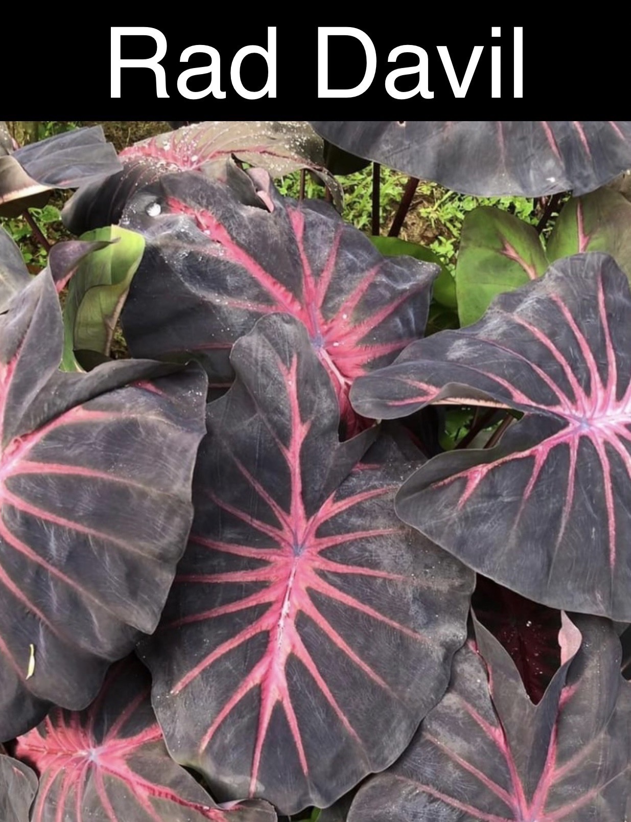 Colocasia red devil