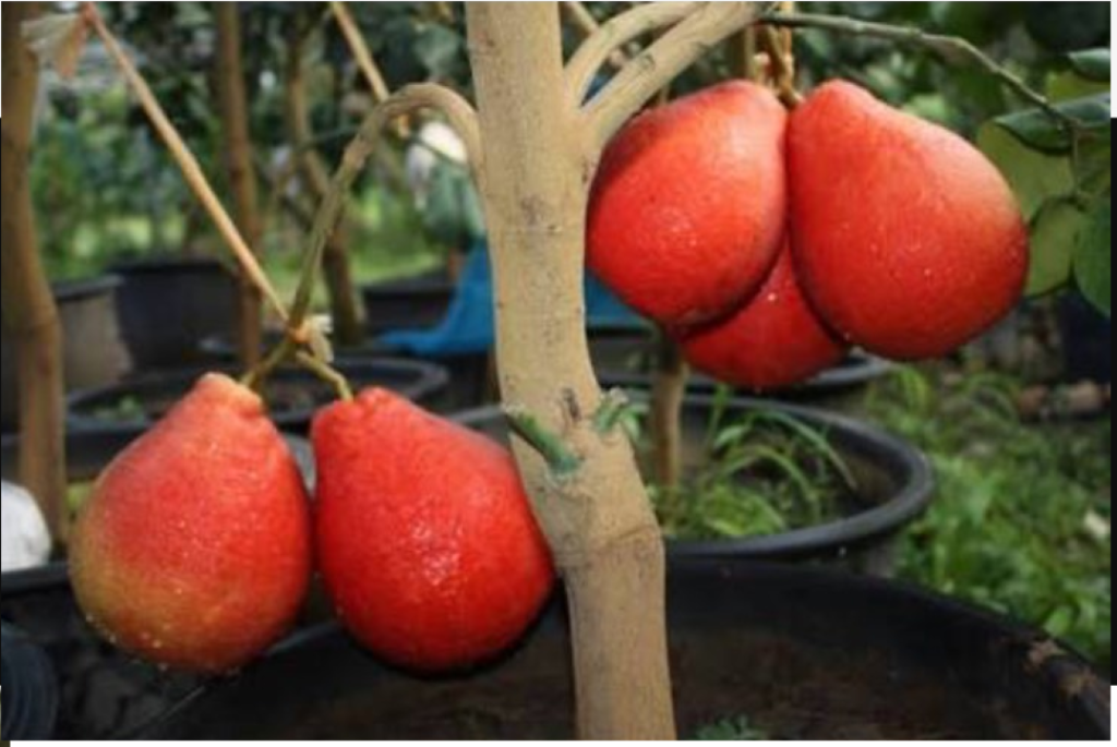 Pomelo Innermost Pomelo red skin and red meat inside !!!!!!!!!!! - ThaiFlora