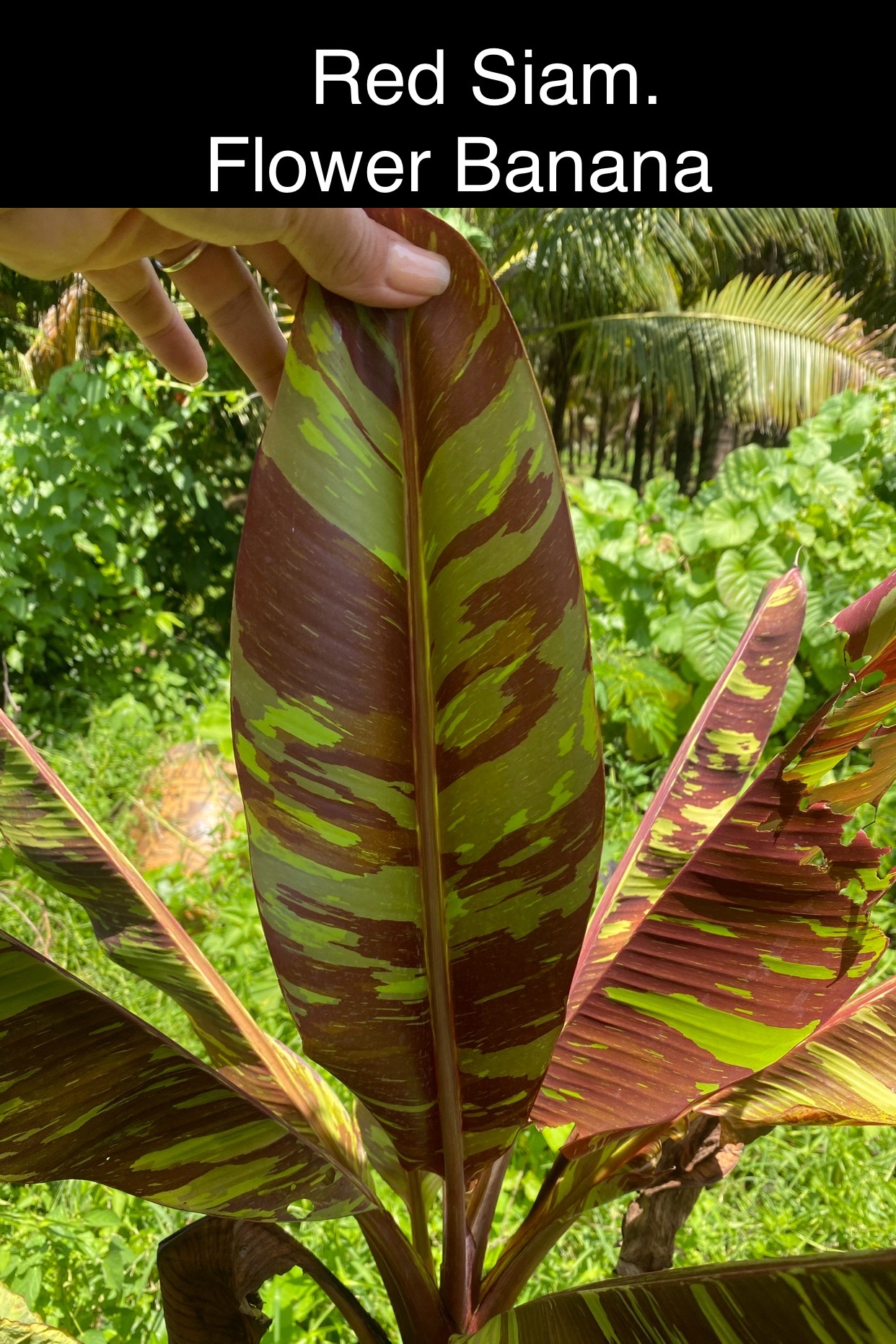 Musa red siam - Image 3