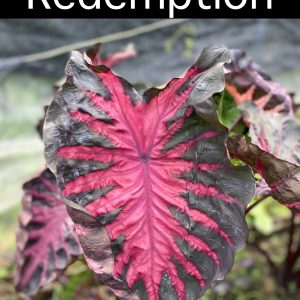 Colocasia redemption