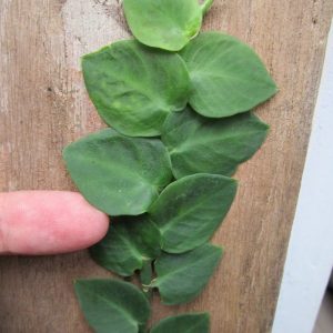 Rhaphidophora hayi