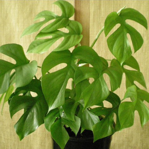Rhaphidophora tetrasperma